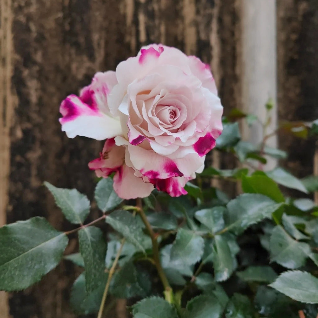 Bella Linda Fairy Rose