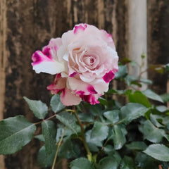 Bella Linda Fairy Rose