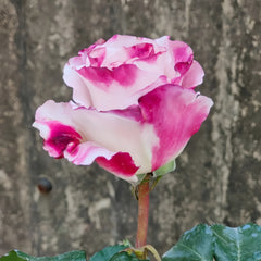 Bella Linda Fairy Rose