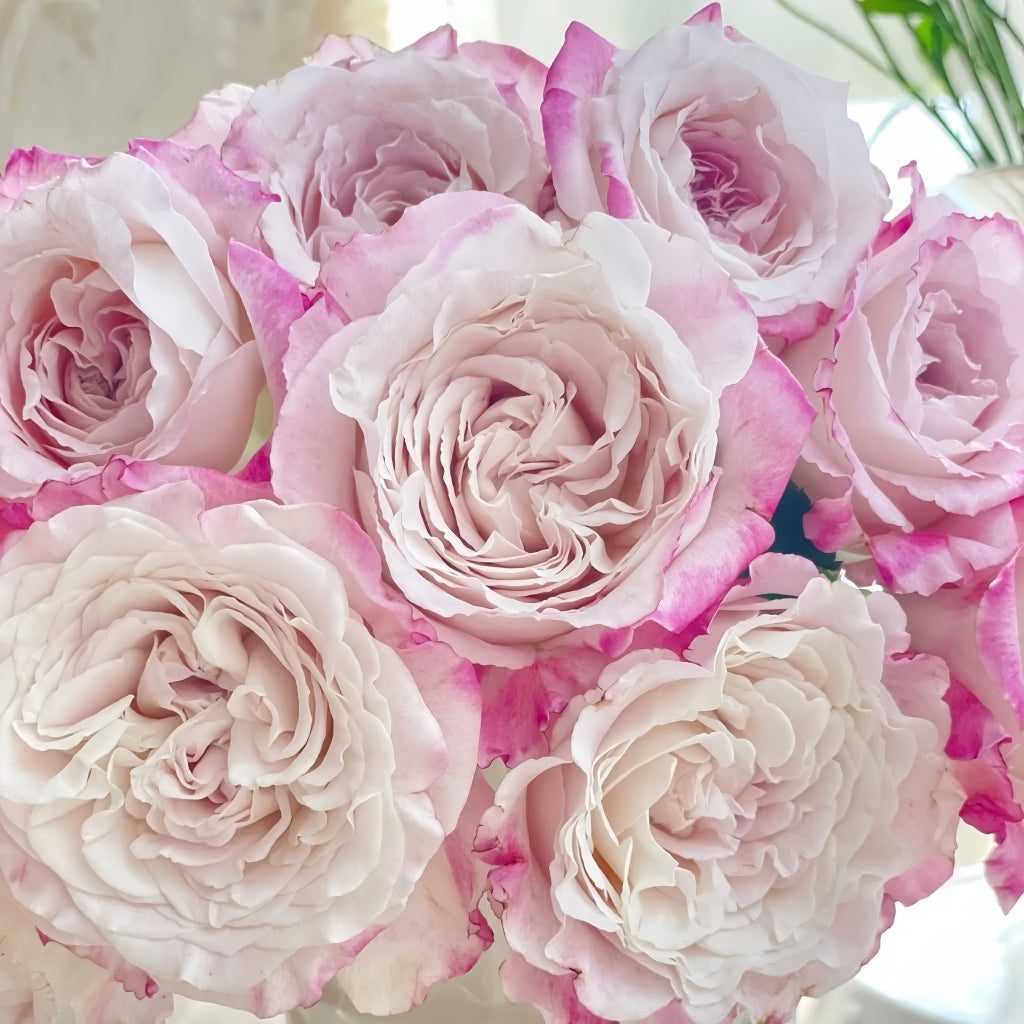 Bella Linda Fairy Rose