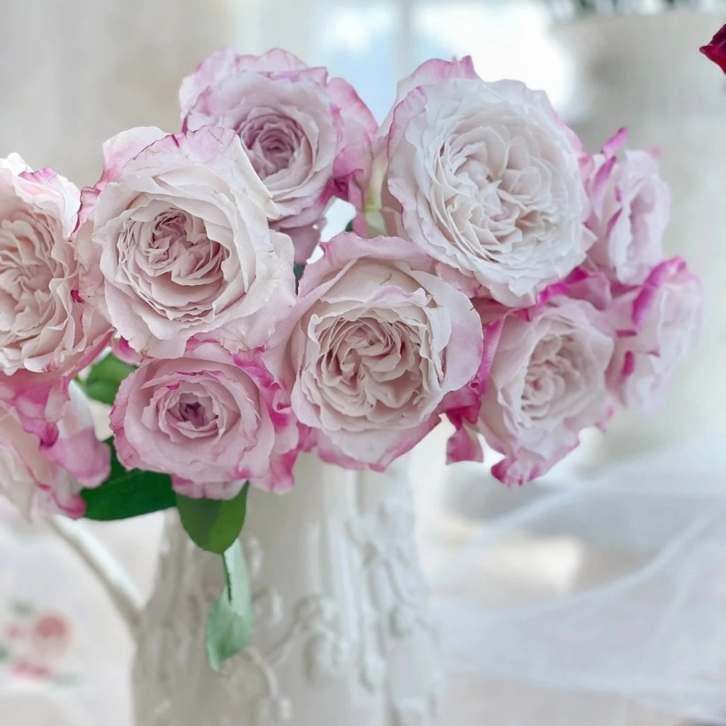 Bella Linda Fairy Rose