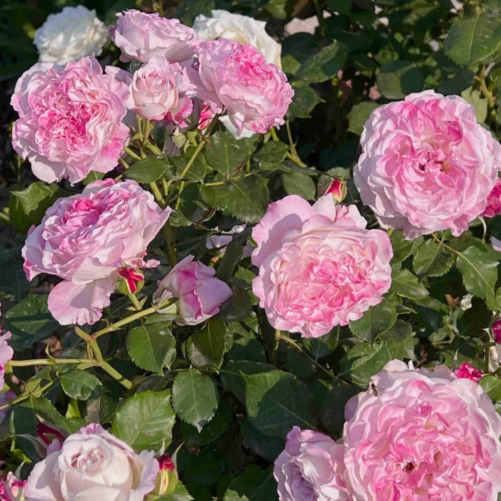 Bella Linda Fairy Rose
