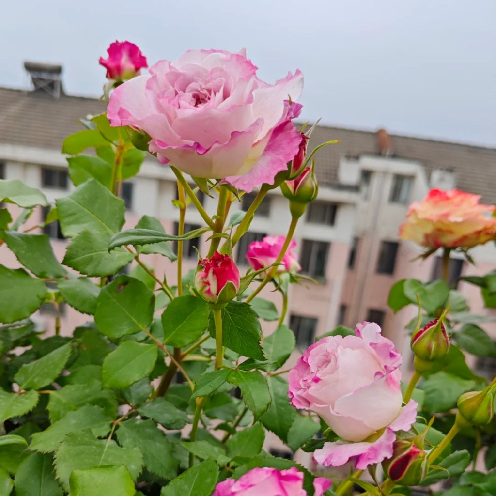 Bella Linda Fairy Rose