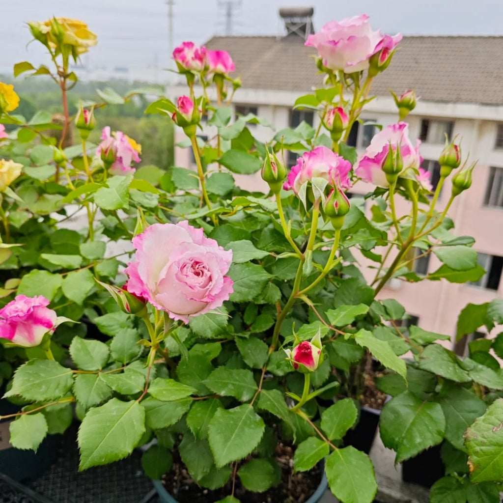 Bella Linda Fairy Rose