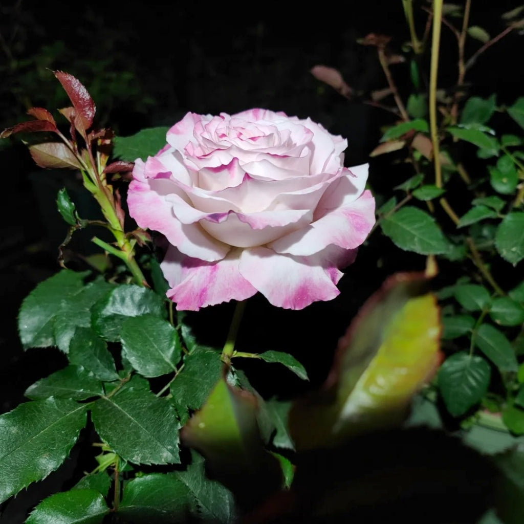 Bella Linda Fairy Rose