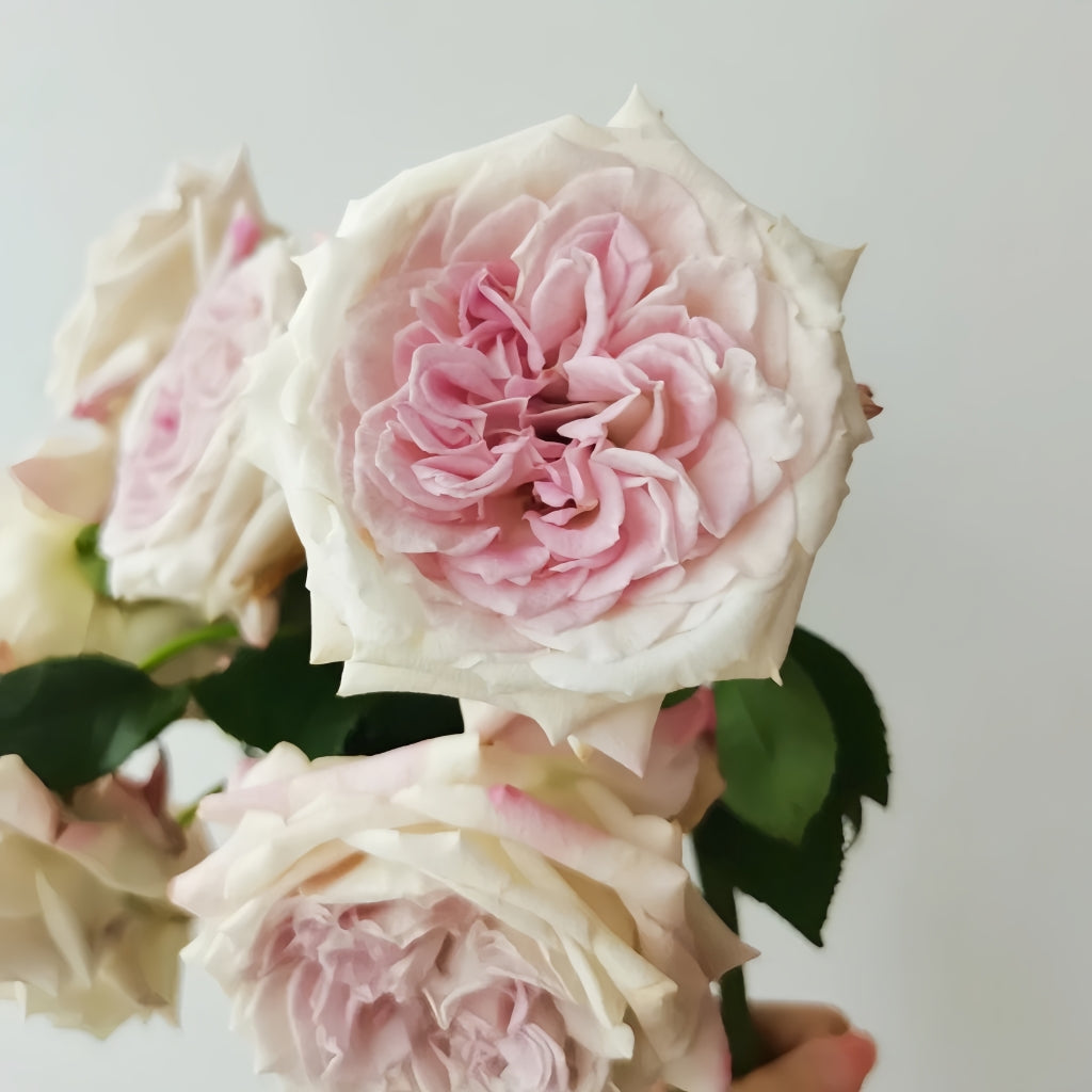 Bella Linda Fairy Rose