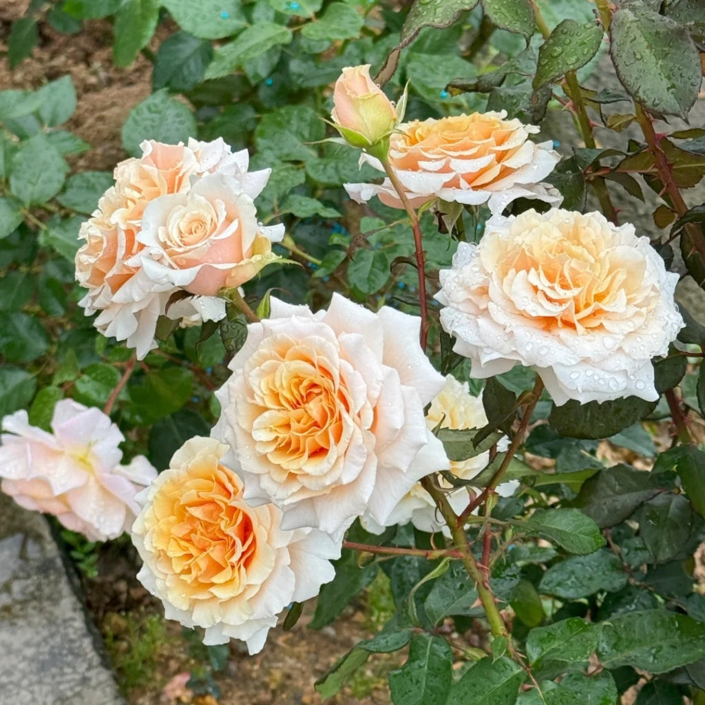 Ben Weatherstaff Rose