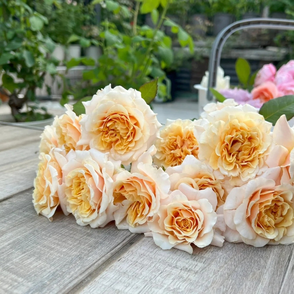 Ben Weatherstaff Rose