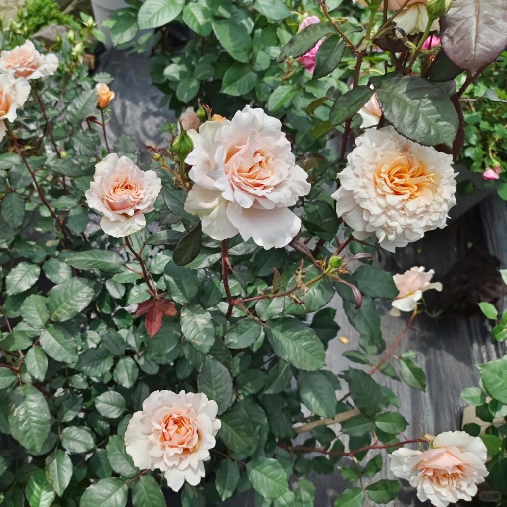 Ben Weatherstaff Rose