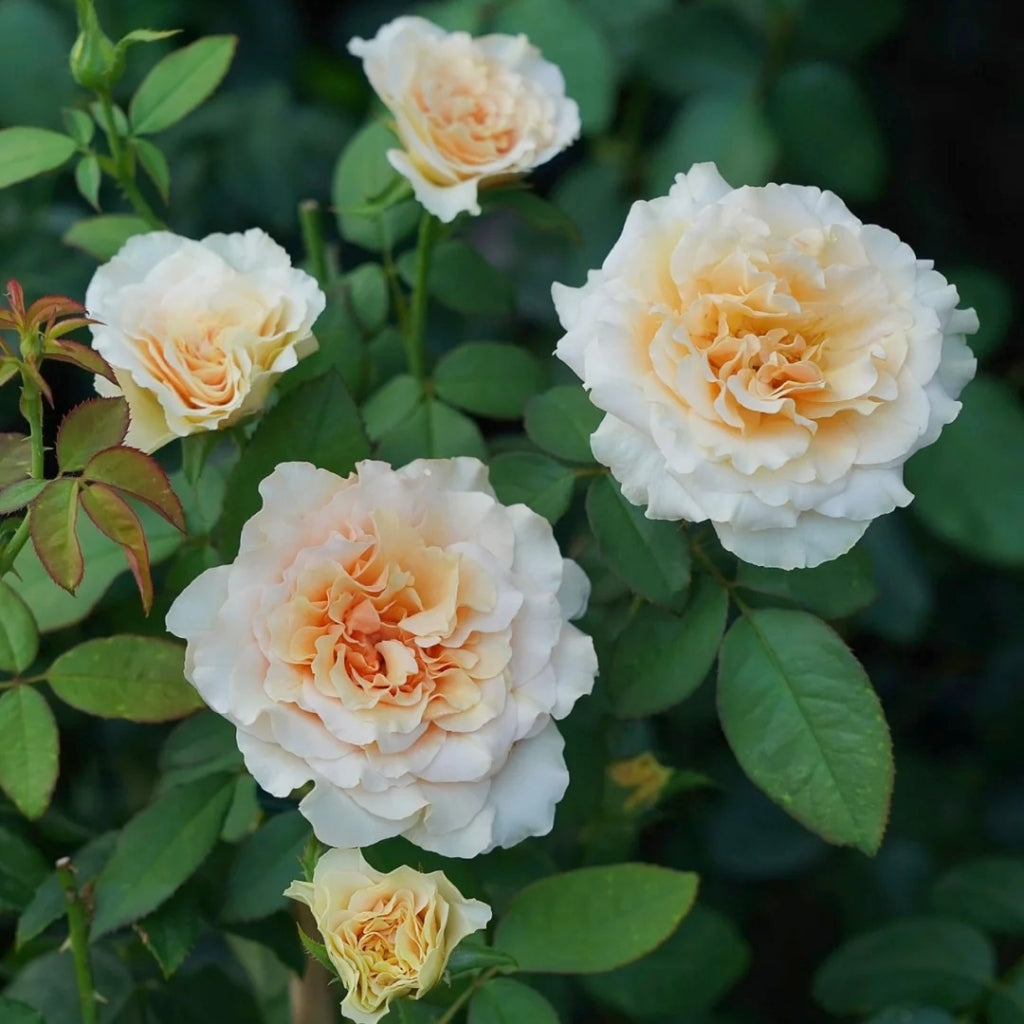 Ben Weatherstaff Rose
