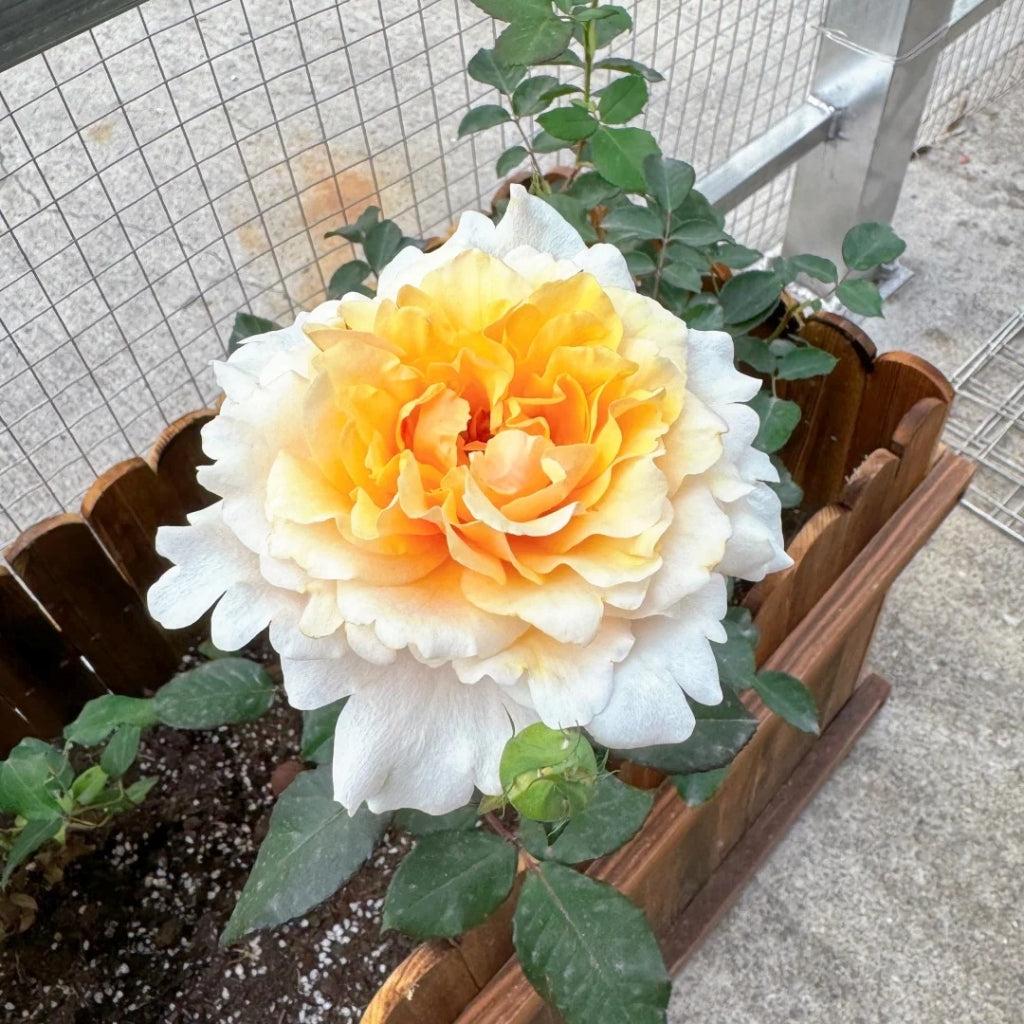 Ben Weatherstaff Rose