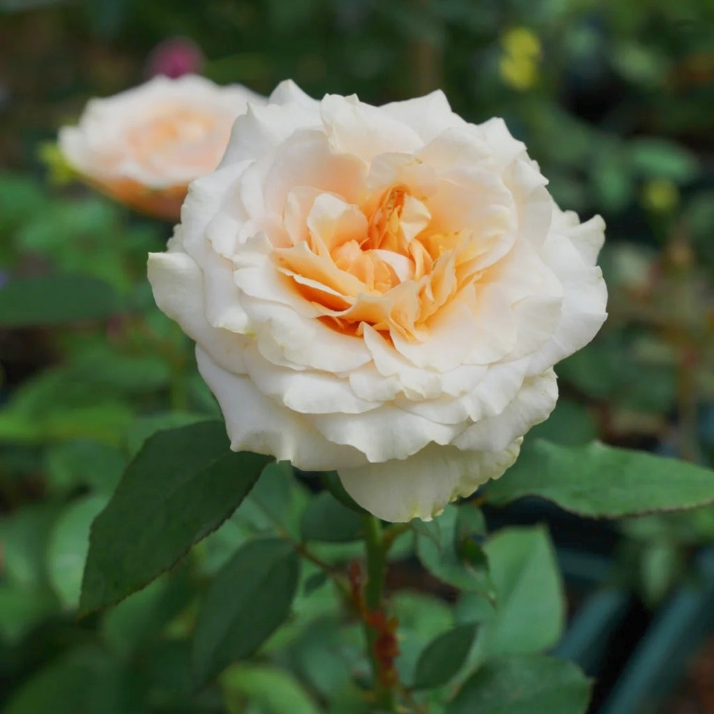 Ben Weatherstaff Rose