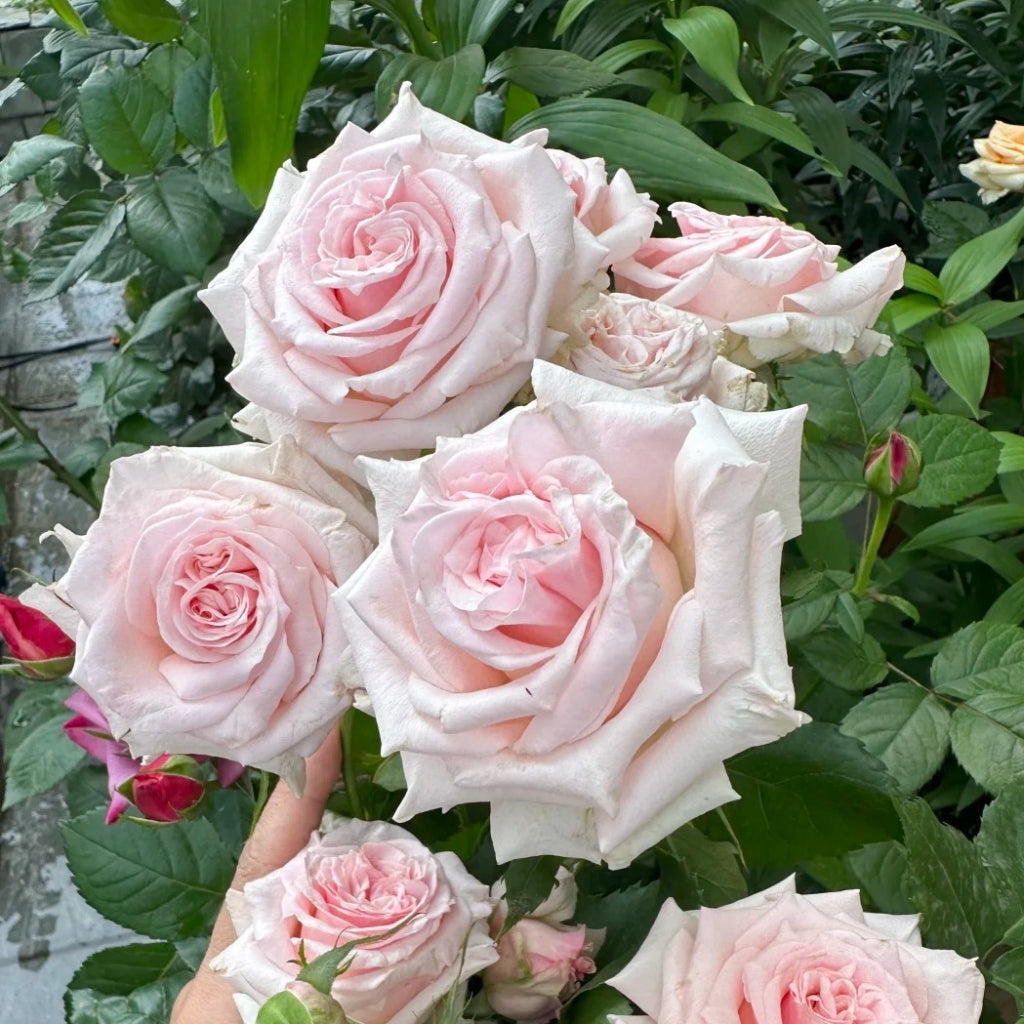 Bimba Rose