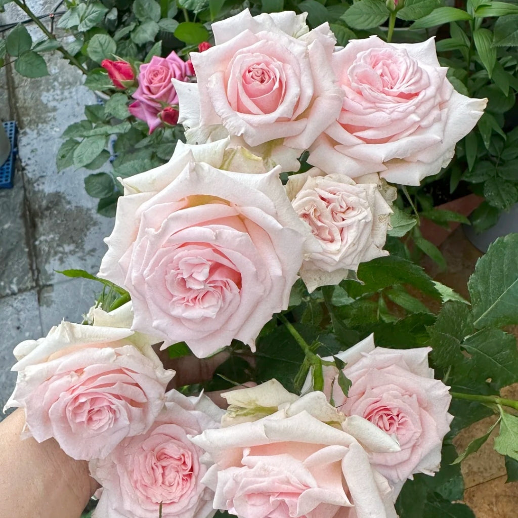 Bimba Rose