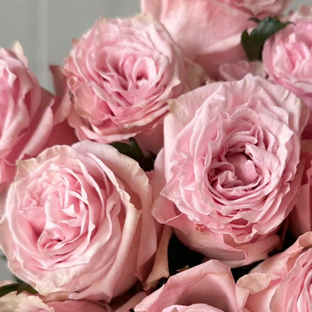 Bimba Rose