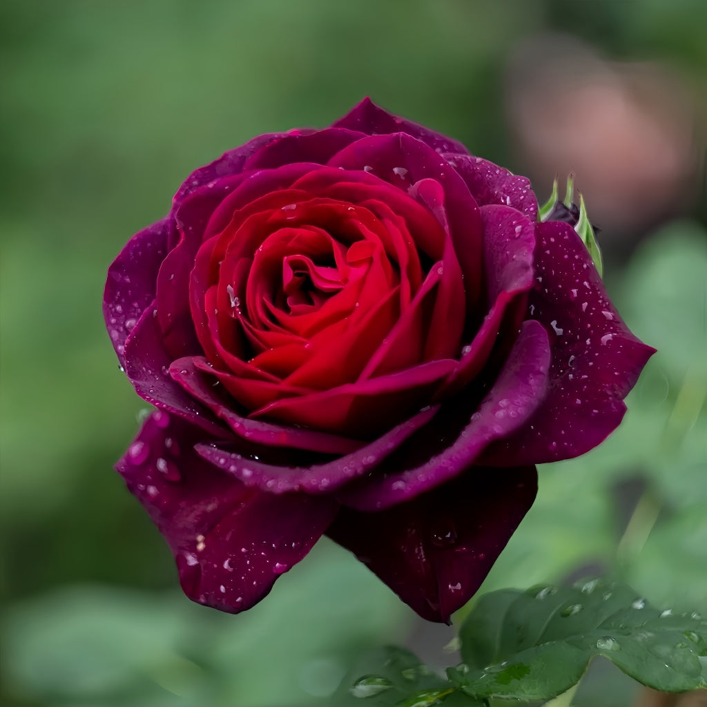 Black Caviar Rose