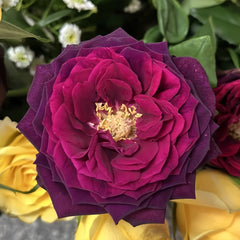 Black Caviar Rose