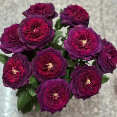 Black Caviar Rose