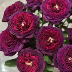 Black Caviar Rose