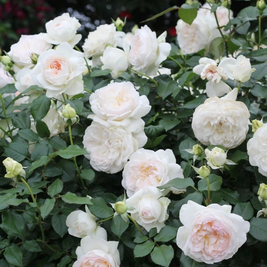 Bolero Rose