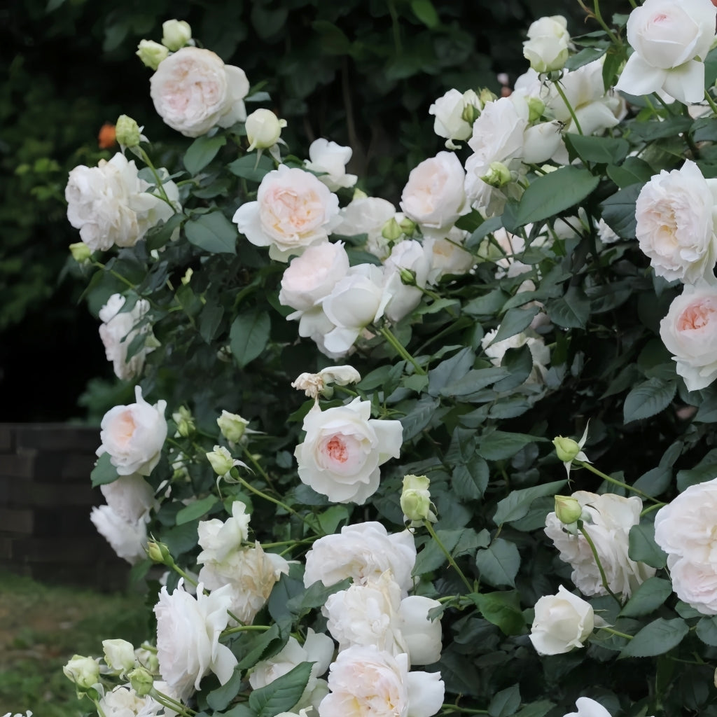 Bolero Rose