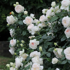 Bolero Rose