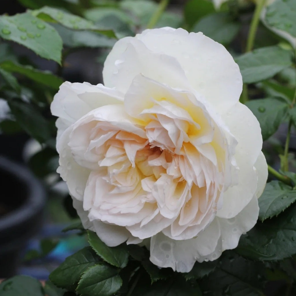 Bolero Rose