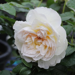Bolero Rose