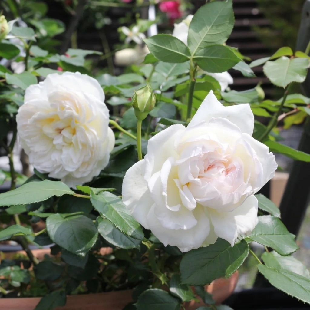 Bolero Rose