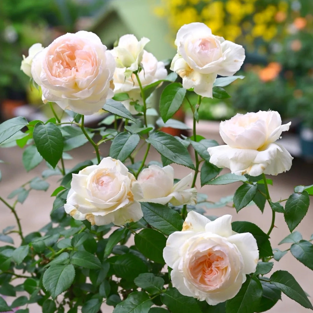 Bolero Rose