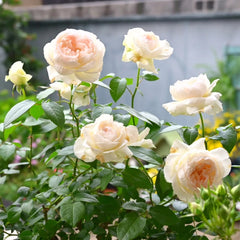 Bolero Rose – Rosesplant