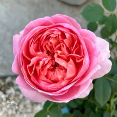 Boscobel Rose