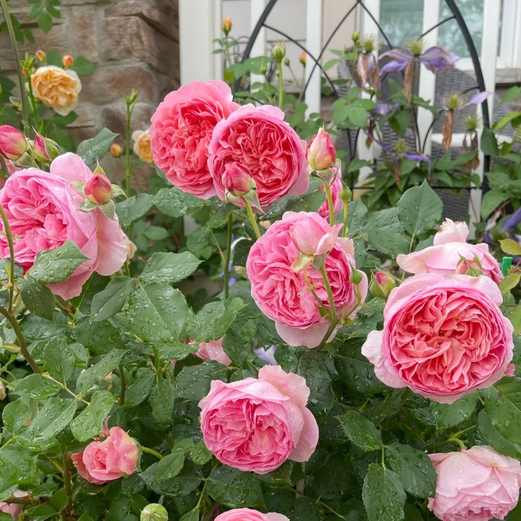 Boscobel Rose