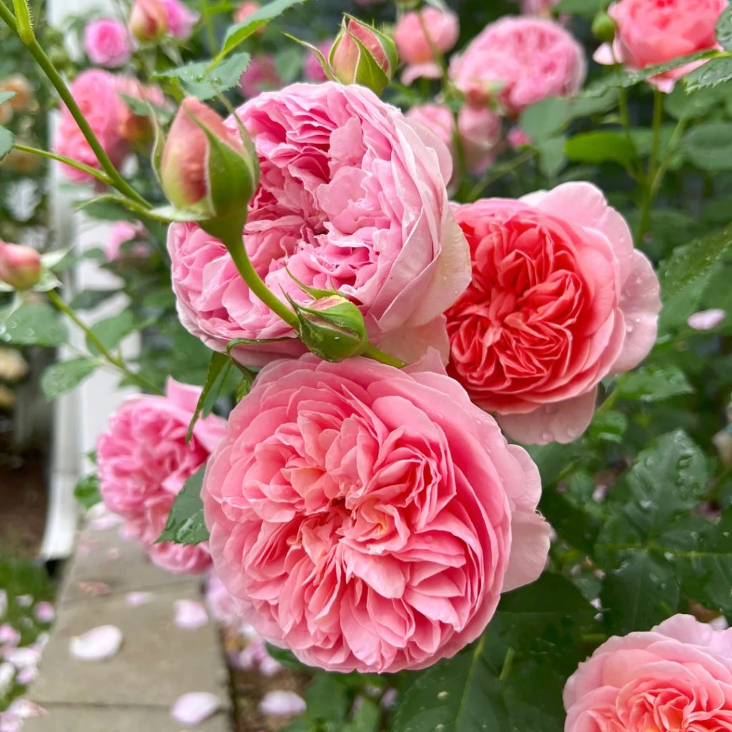 Boscobel Rose