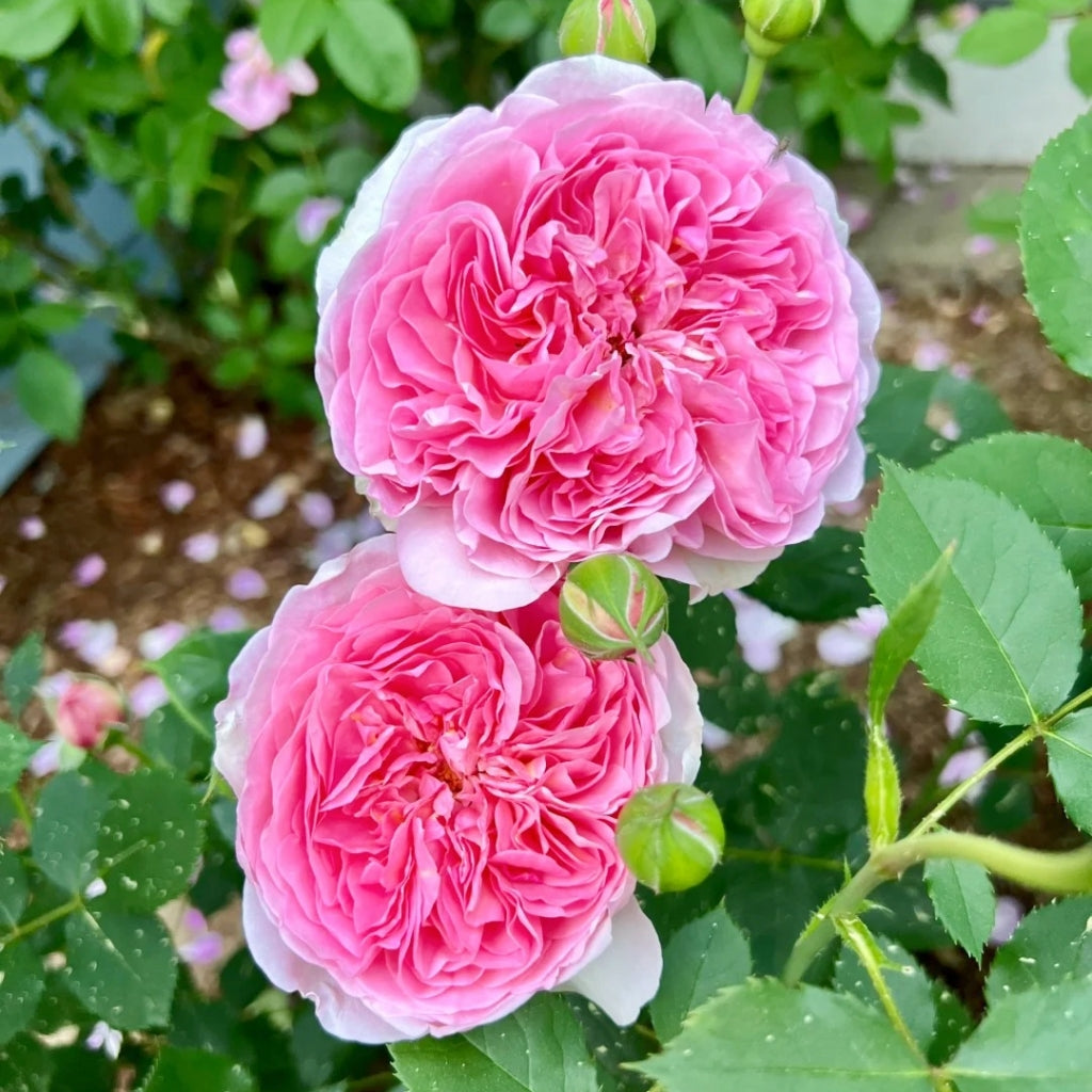 Boscobel Rose