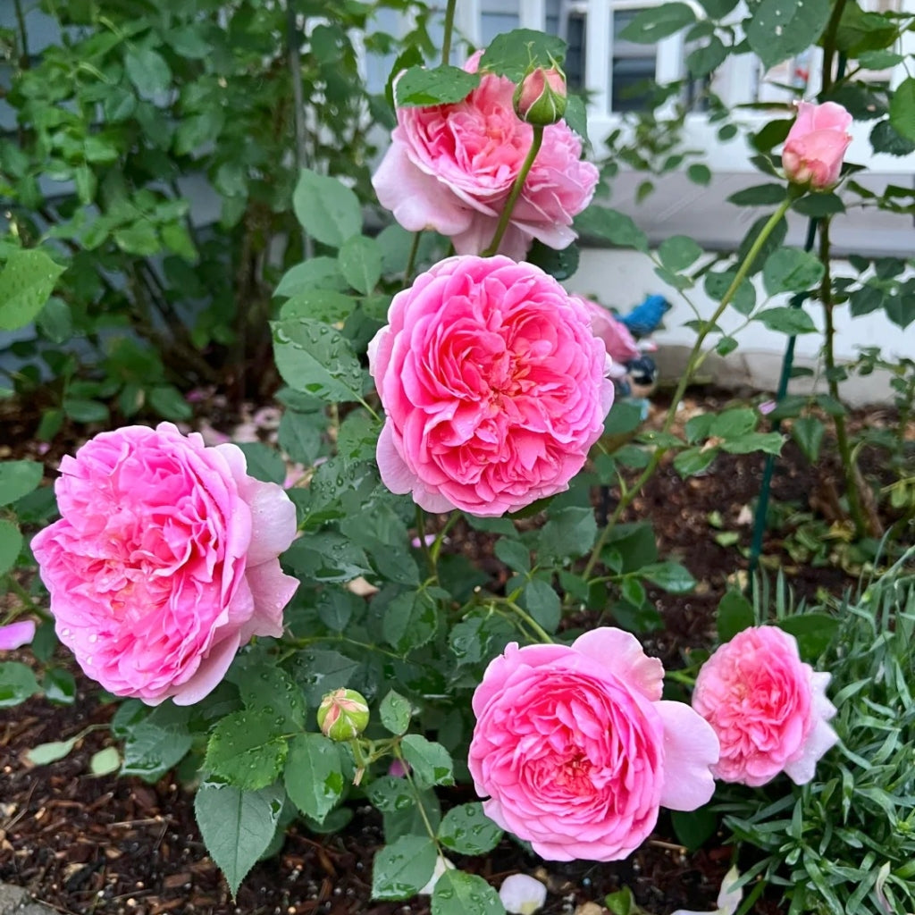 Boscobel Rose
