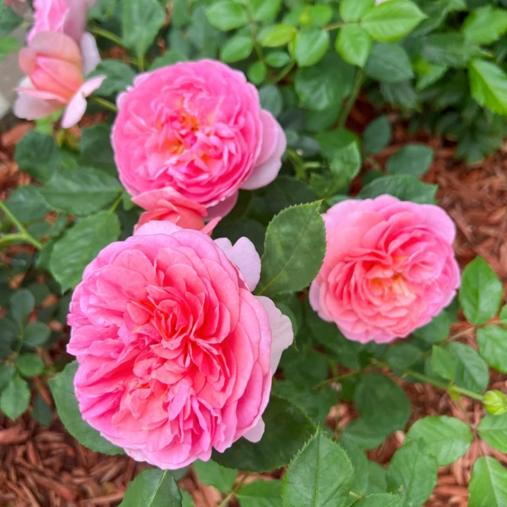 Boscobel Rose