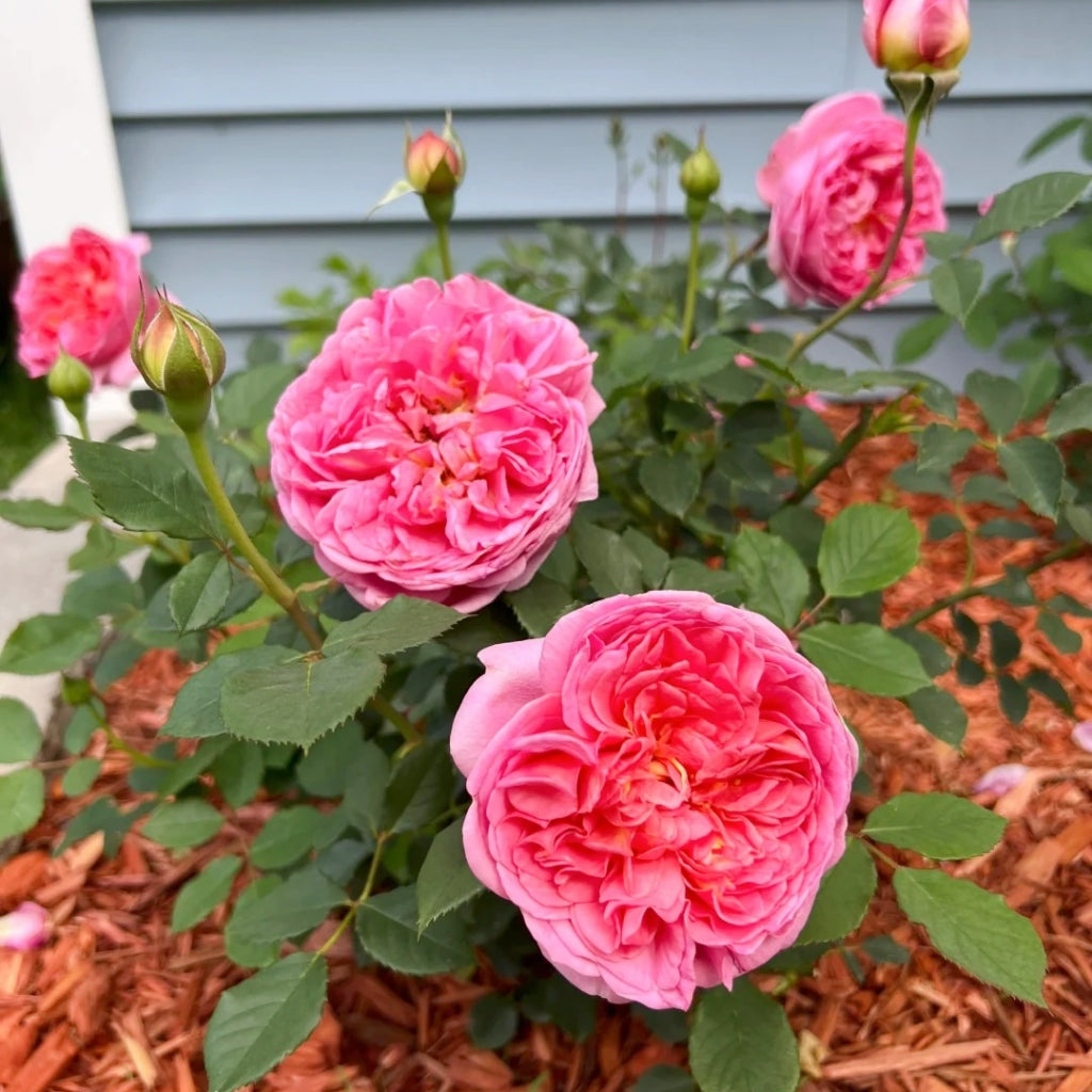 Boscobel Rose