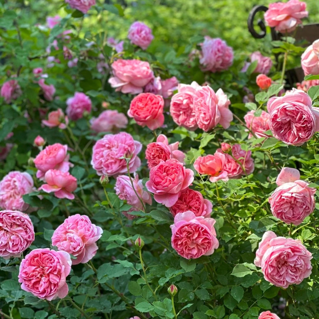 Boscobel Rose