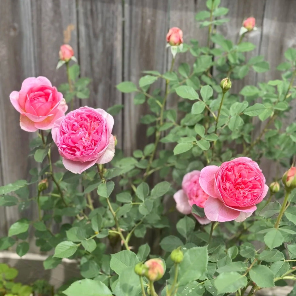 Boscobel Rose