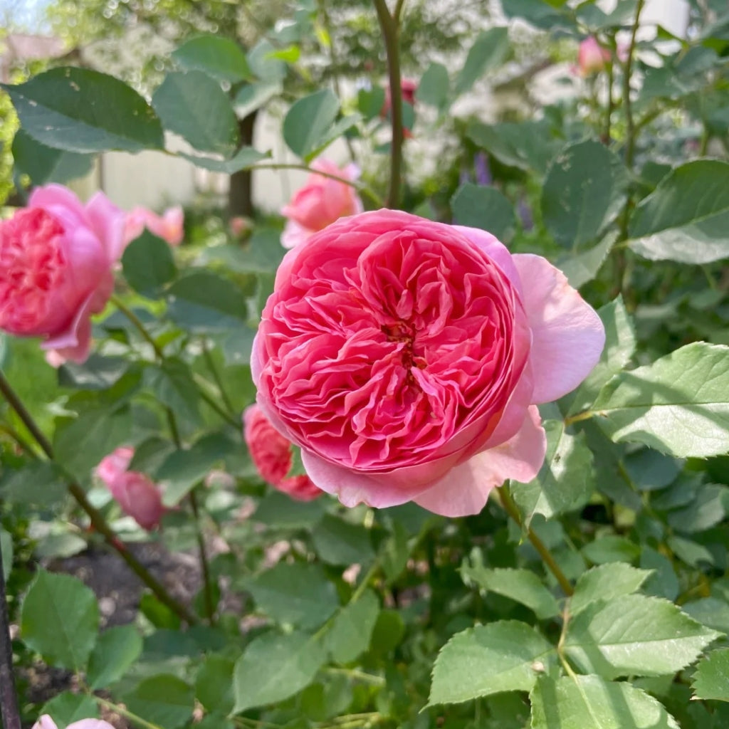Boscobel Rose