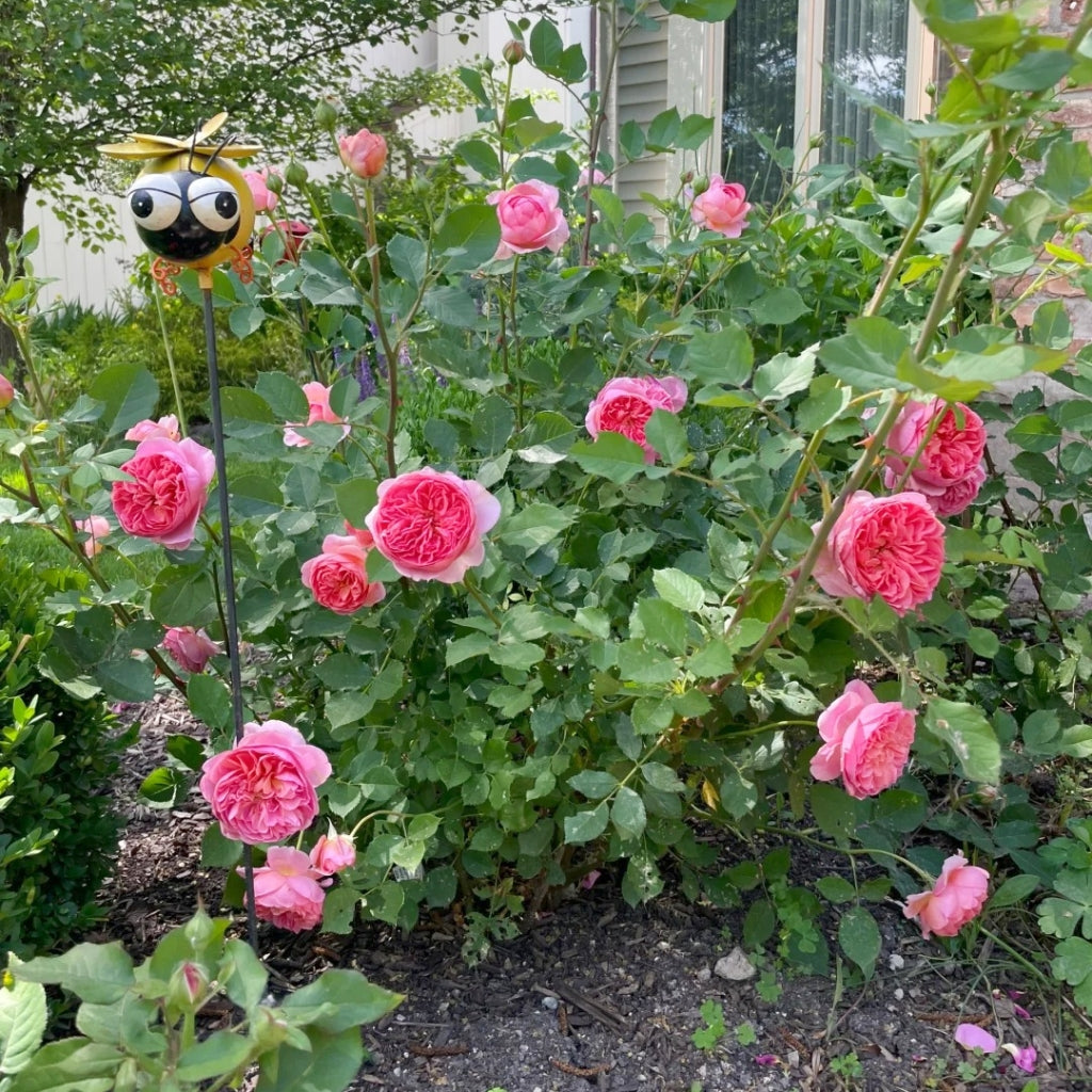 Boscobel Rose