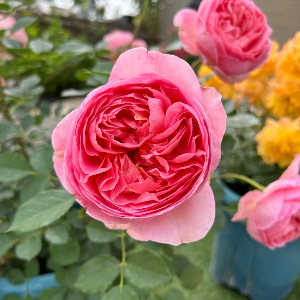 Boscobel Rose