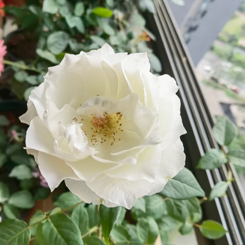 Bourgogne Rose