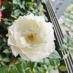 Bourgogne Rose