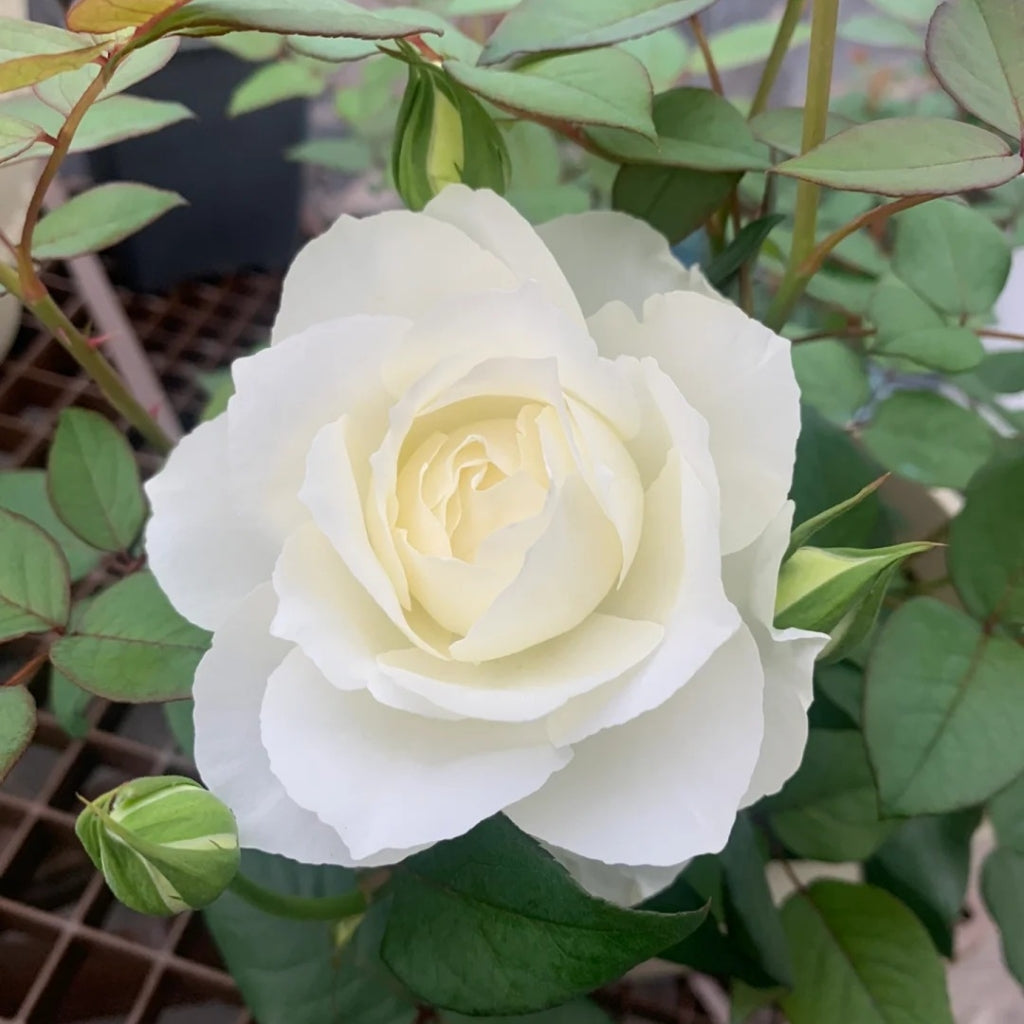 Bourgogne Rose