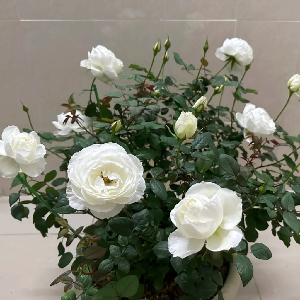 Bourgogne Rose