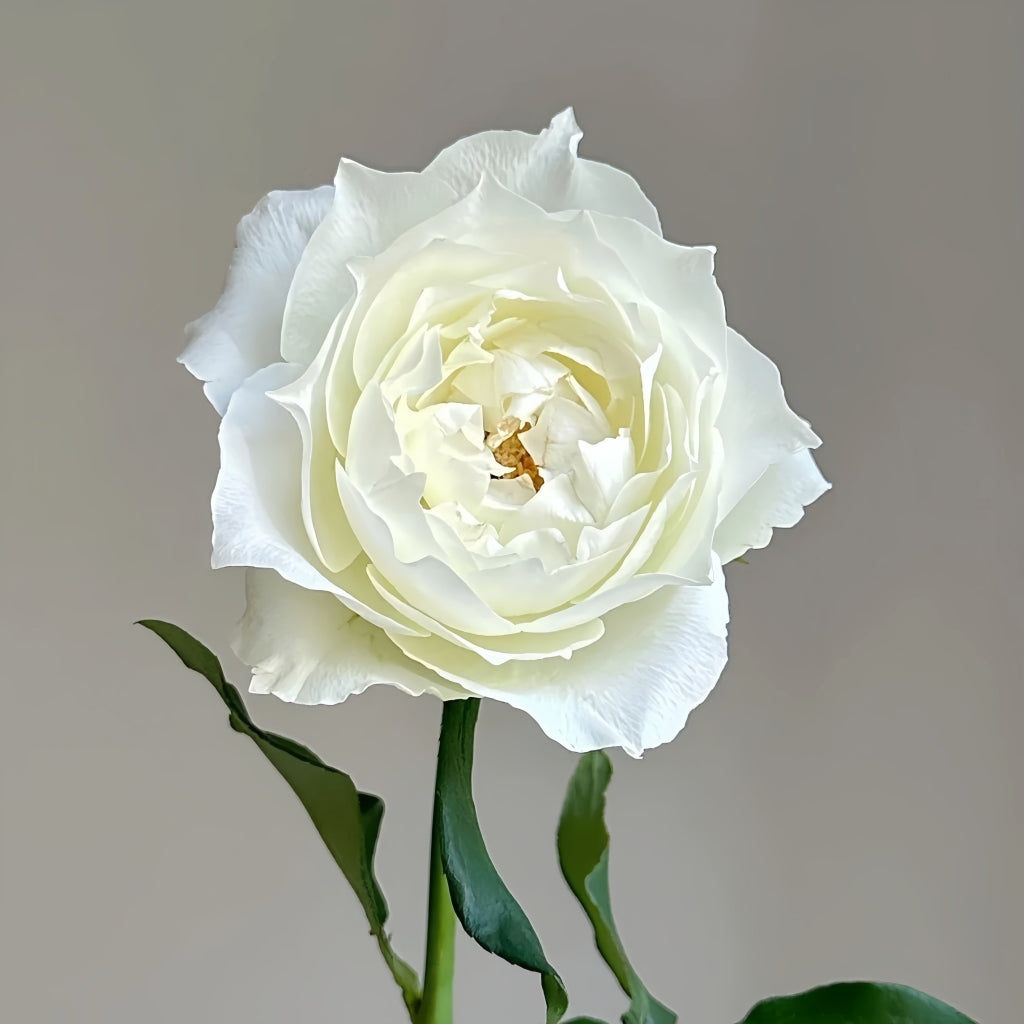 Bourgogne Rose