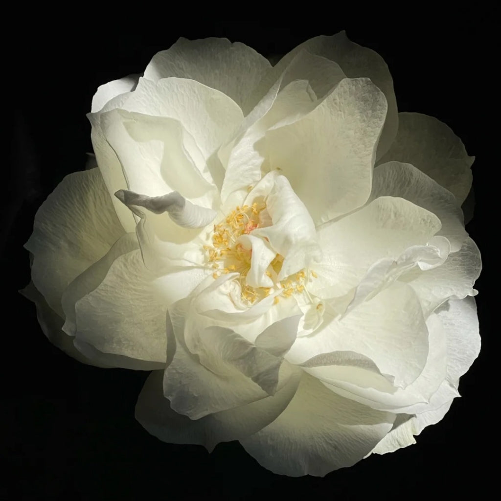 Bourgogne Rose