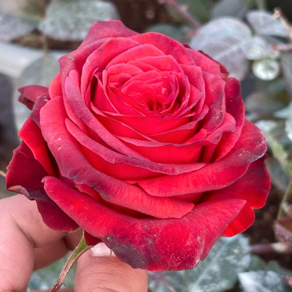 Bromo Rose
